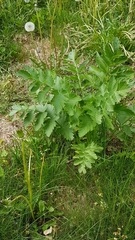 Pastinaca