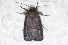 Protorthodes melanopis