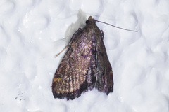 Hypsopygia phoezalis