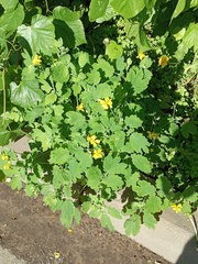 Chelidonium majus