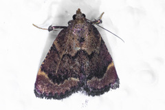 Hypsopygia phoezalis