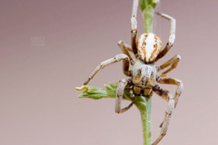 Stegodyphus lineatus