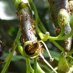 Oecophylla longinoda