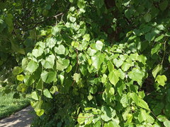 Tilia × europaea