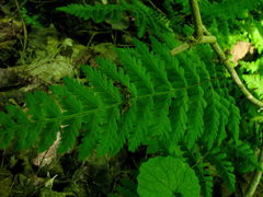 Cystopteris bulbifera