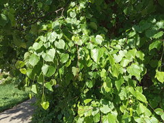 Tilia × europaea