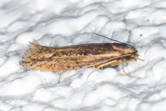 Ypsolopha sp-sw