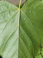 Tilia × europaea