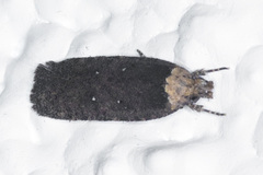 Agonopterix argillacea