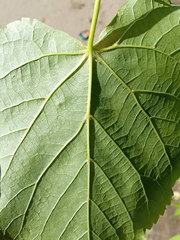 Tilia × europaea