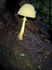 Agaricineae