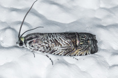 Ofatulena duodecemstriata