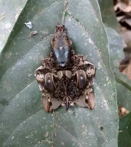 Hypaedalea insignis