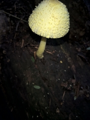 Agaricineae