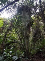 Ceroxylon quindiuense