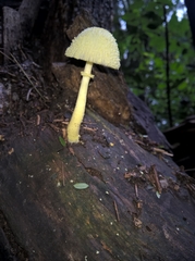 Agaricineae