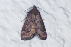 Hypsopygia phoezalis