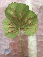 Puccinia pelargonii-zonalis