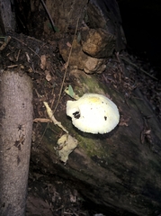 Agaricineae