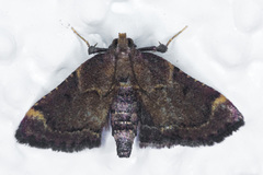 Hypsopygia phoezalis