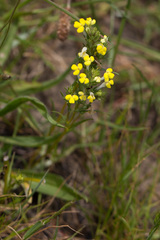 Orobanchaceae