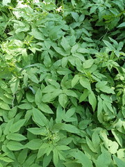 Aegopodium podagraria