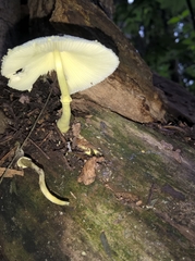 Agaricineae