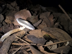 Agaricineae