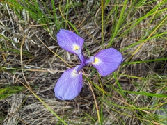 Iris tridentata