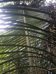 Ceroxylon quindiuense