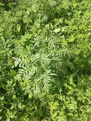 Tanacetum vulgare