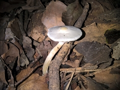 Agaricineae