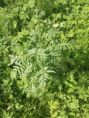 Tanacetum vulgare