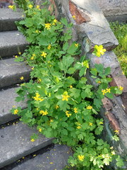 Chelidonium majus