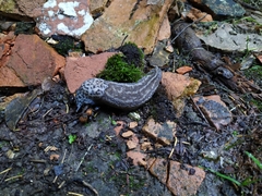 Limax subalpinus