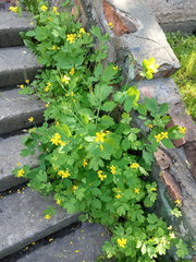 Chelidonium majus