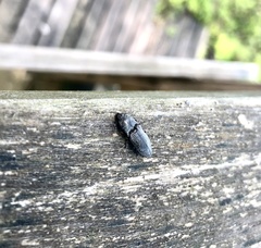 Paraphotistus impressus