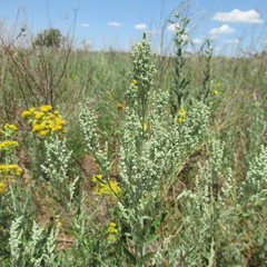 Chenopodium desiccatum leptophylloides