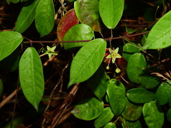 Blepharodon pictum