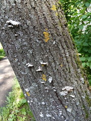 Schizophyllum commune