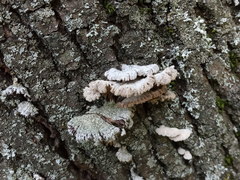 Schizophyllum commune