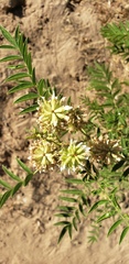 Glycyrrhiza lepidota