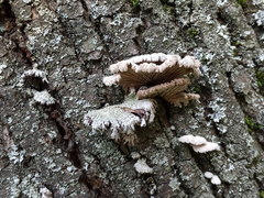 Schizophyllum commune