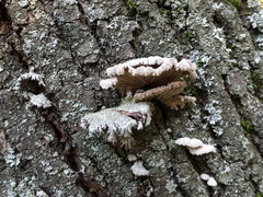 Schizophyllum commune