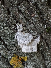 Schizophyllum commune
