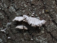 Schizophyllum commune