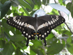 Papilio menestheus