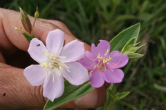 Pterogastra divaricata