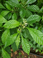 Psychotria nervosa