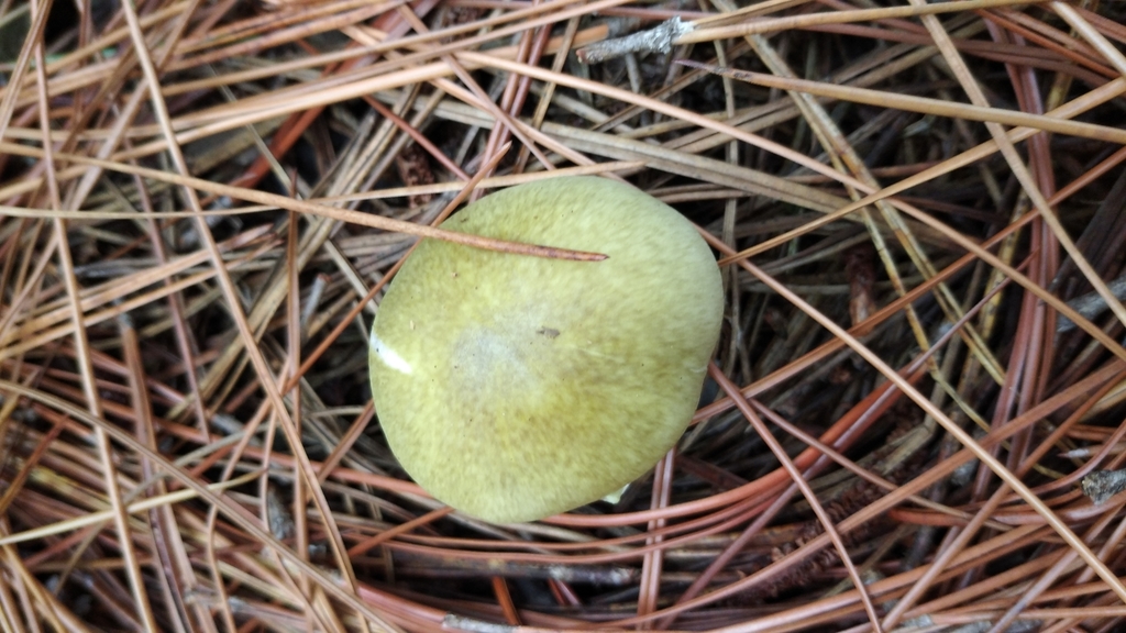 Amanita phalloides · May 2020 · photo: © sup13 (iNaturalist, cc-by)